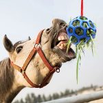 Horses Toy: Horse Hanging Hay Feeder Ball Toy - Image 3