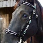 PU Leather horse bridle with Cavesson Noseband & Decorative Browband - Image 6