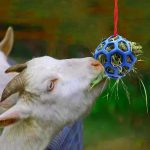 Horses Toy: Horse Hanging Hay Feeder Ball Toy - Image 4