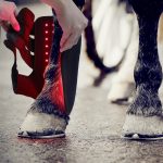 Equine Riding Boots: Portable LED Light Therapy Device for Horse Legs - Image 2