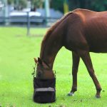 Adjustable Mesh Equine Bag Horse Feed Feeding Bag