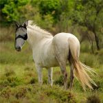 Horse Head Donkey Fly Masks with Mesh Face and Ear Covering - Image 5