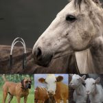 Metal Horse Sweat Scraper Tool - Image 2
