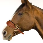 Horse Bridle – Brown Leather Bitless Hackamore Hackamore