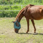 Fly Masks – Horse Fly Face Cover With Ears - Image 3