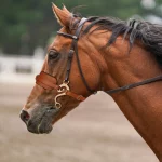 Horse Bridle – Brown Adjustable Bitless Hackamore with Padded Noseband