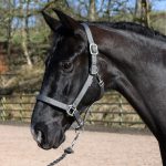 John Whitaker Pockley grey padded horse headcollar