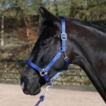John Whitaker Pockley navy padded horse headcollar