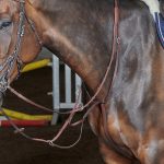 John Whitaker Barton Havana leather martingale